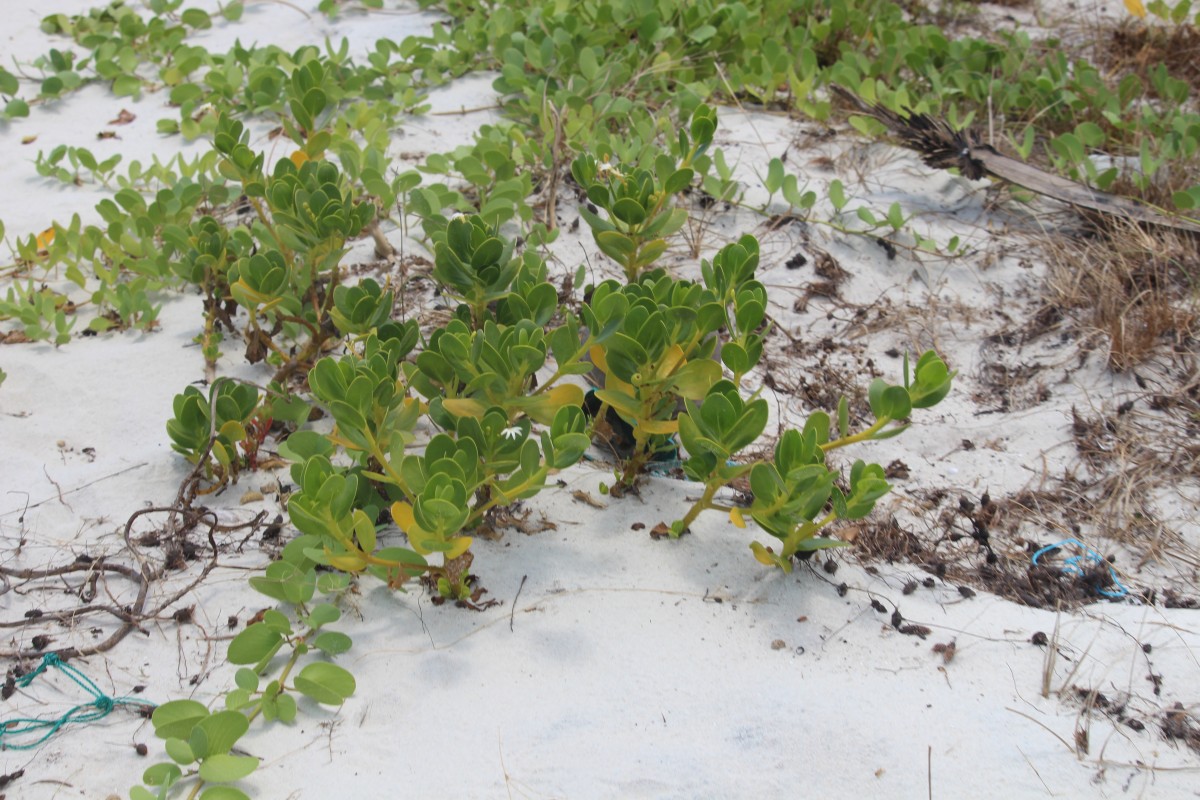 Scaevola plumieri (L.) Vahl